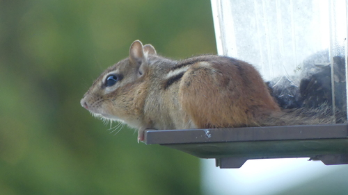 Eastern Chipmunk