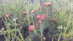 Opuntia × vaseyi
