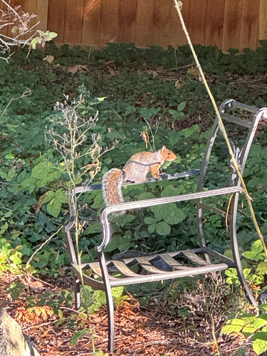 Eastern Gray Squirrel