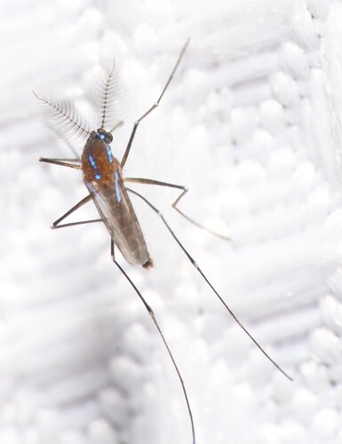 Sapphire-striped Mosquito