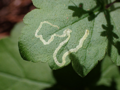 Phytomyza tiarellae