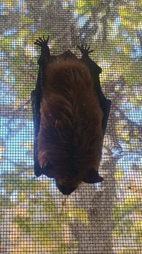Big Brown Bat observed by mycorelations