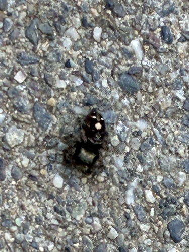 Bold Jumping Spider