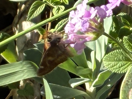 Umber Skipper