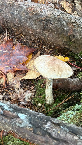Ghost Bolete