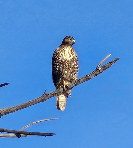 Red-tailed Hawk