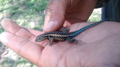 Sceloporus parvus