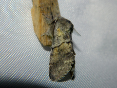 Gluphisia lintneri