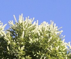 Buckinghamia celsissima