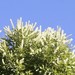 Buckinghamia celsissima - Photo (c) Ian McMaster, algunos derechos reservados (CC BY-NC), subido por Ian McMaster