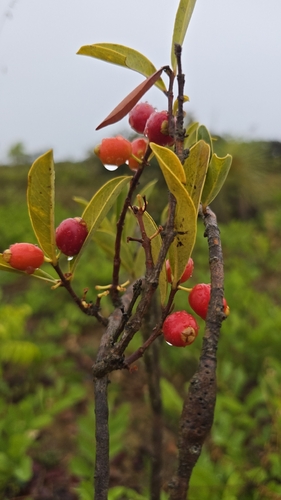 Eugenia punicifolia, 2026-10-15