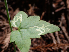 Phytomyza tiarellae