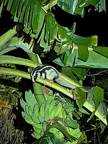 Dactylopsila trivirgata observed 2026-10-15