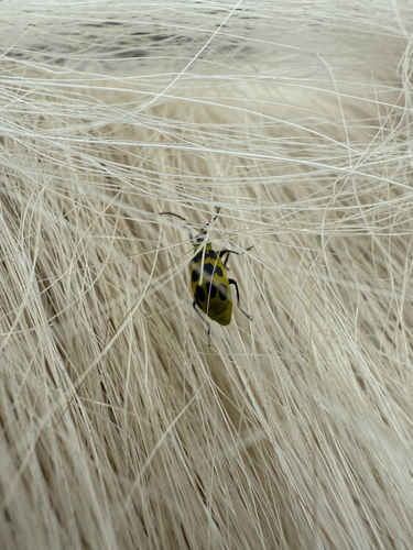 Spotted Cucumber Beetle