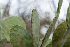 Opuntia rileyi