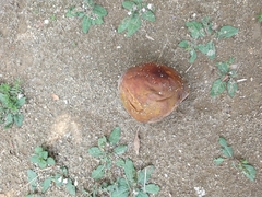 Pouteria glomerata