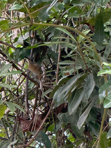 Xanthotis flaviventer observed 2026-10-16