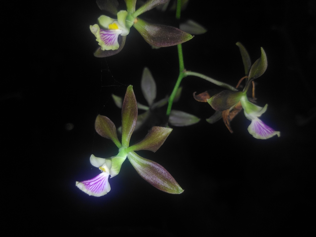 Encyclia dickinsoniana (Withner) Hamer 2