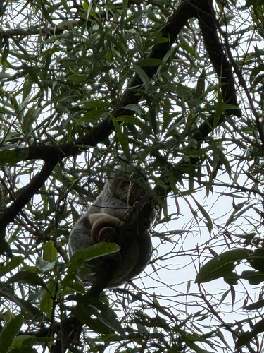 Spilocuscus observed 2026-10-16