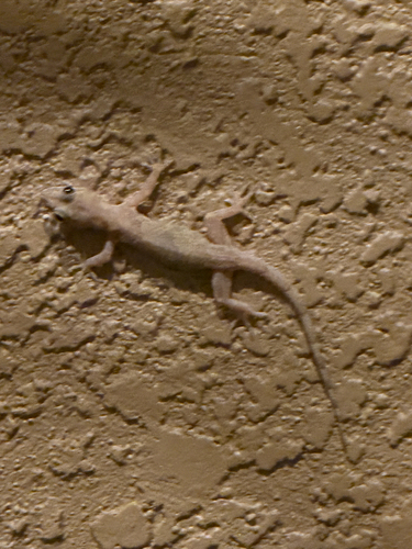 Tropical House Gecko