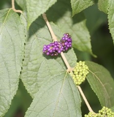 Callicarpa pedunculata