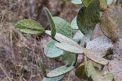 Opuntia rileyi