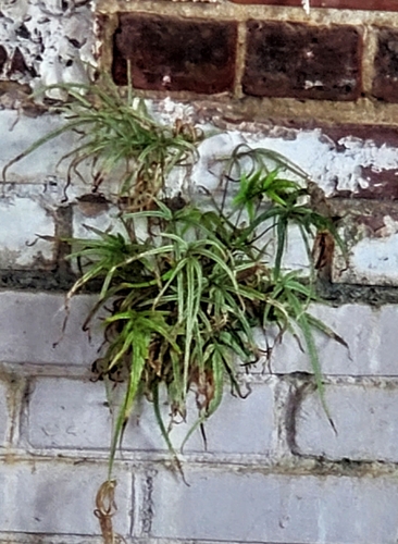 Pteris multifida observed 2026-10-15
