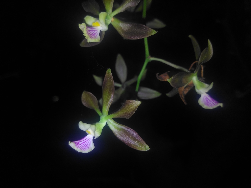 Encyclia dickinsoniana (Withner) Hamer 3