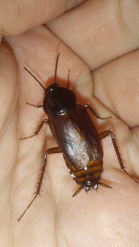 Oriental Cockroach