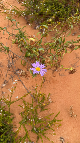 Pembertonia observed 2026-10-15
