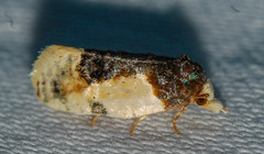 Henricus edwardsiana