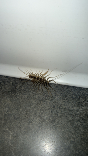 House Centipede