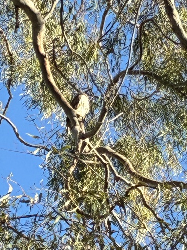 Red-tailed Hawk