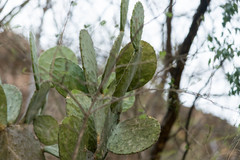 Opuntia rileyi