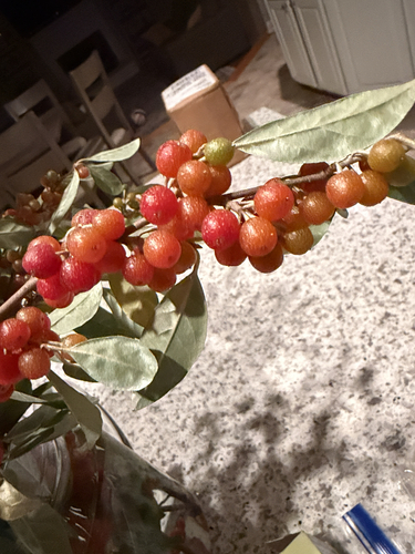autumn olive