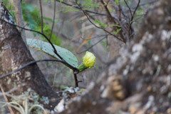 Opuntia rileyi