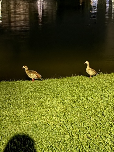 Egyptian Goose