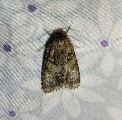 Acronicta retardata