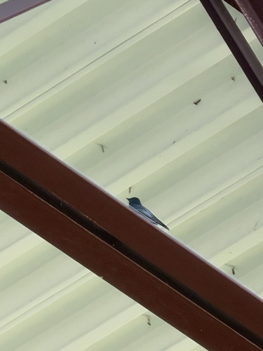 Black Phoebe