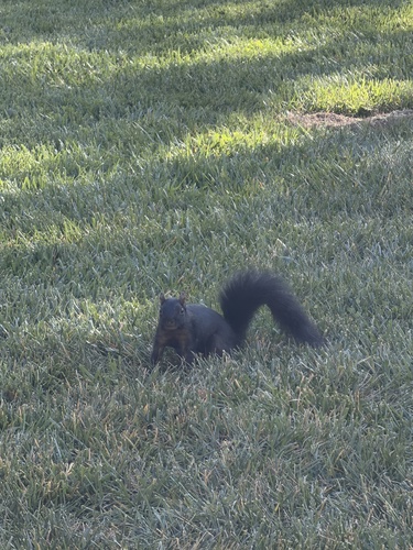 Eastern Gray Squirrel
