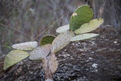 Opuntia rileyi