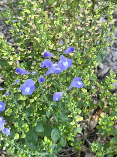Florida Scrub Skullcap