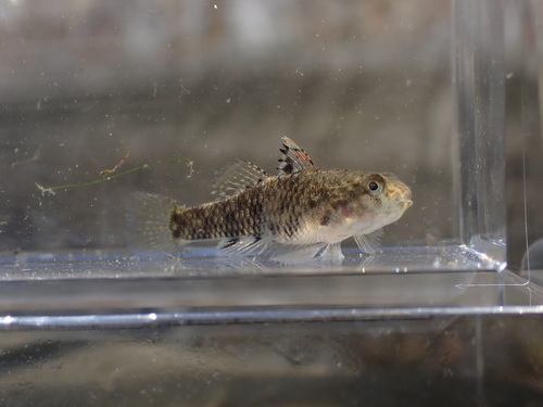 Redigobius observed 2026-10-11