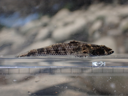 Psammogobius biocellatus observed 2026-10-11