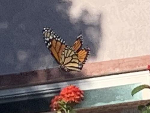 Monarch
