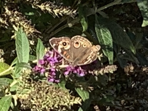 Gray Buckeye