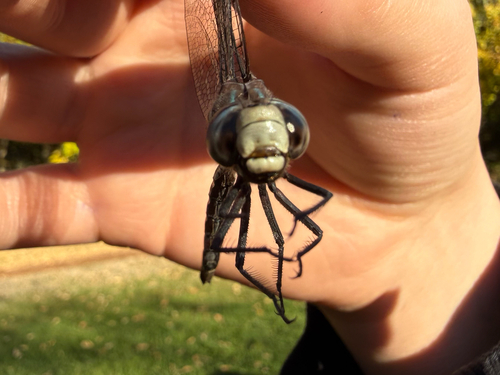 Walker's Darner