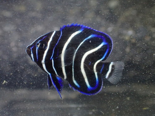 Pomacanthus semicirculatus observed 2026-10-12