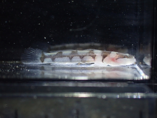 Gobiopsis arenaria observed 2026-10-12