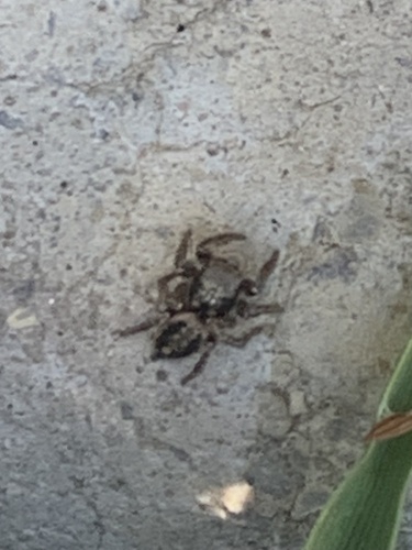 Habronattus pyrrithrix